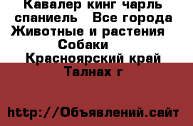 Кавалер кинг чарль спаниель - Все города Животные и растения » Собаки   . Красноярский край,Талнах г.